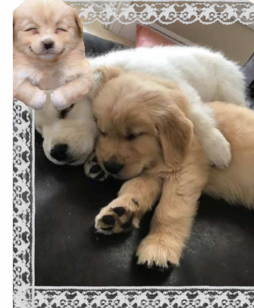 First edit yayayayayayayaysyysje #fyp #viral #abcxyz #xyzbca #whimsical #whimsy #whimsicalgoth #whimsygoth #goth #twee #whimsytwee #edit #moodboard #moodboardedit #labador #dog #whitepuppy #whitelab 