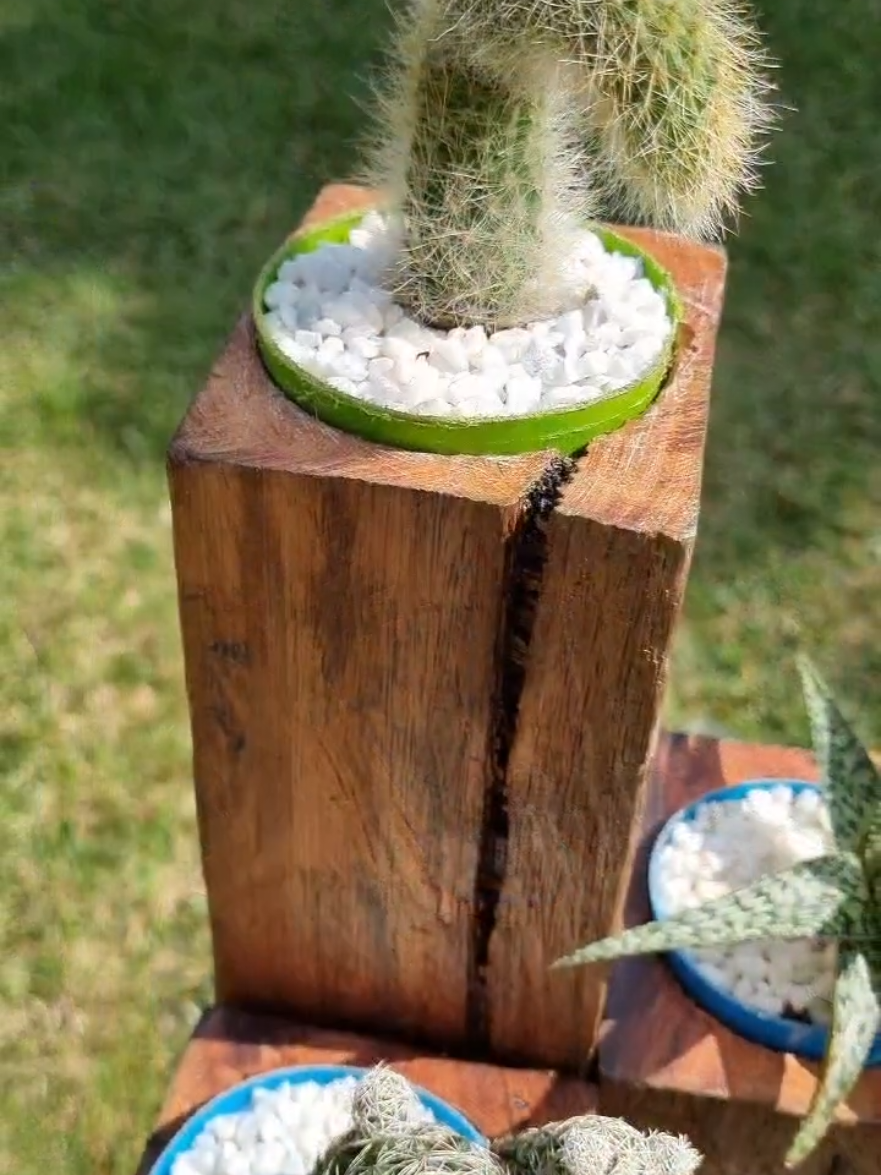 Idea para organizar tus cactus 🌵 en escala 