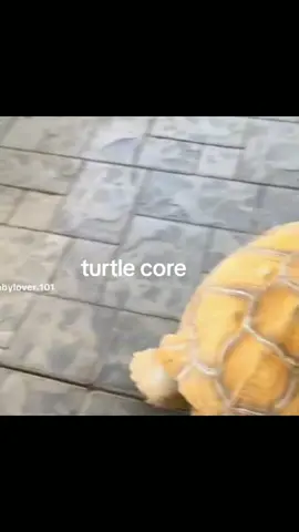 #turtle 