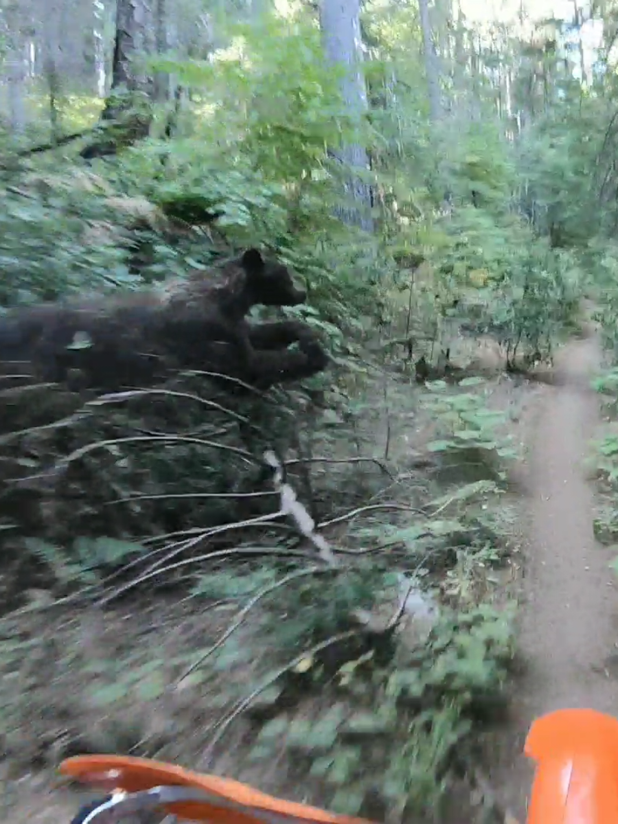 @Matt wilson bear encounter has been getting alot of attention lately... So here is a slow mo for you 🐻 #bearinthewoods #ktm #300xc #woodsriding #dirtbikes #singletrack 