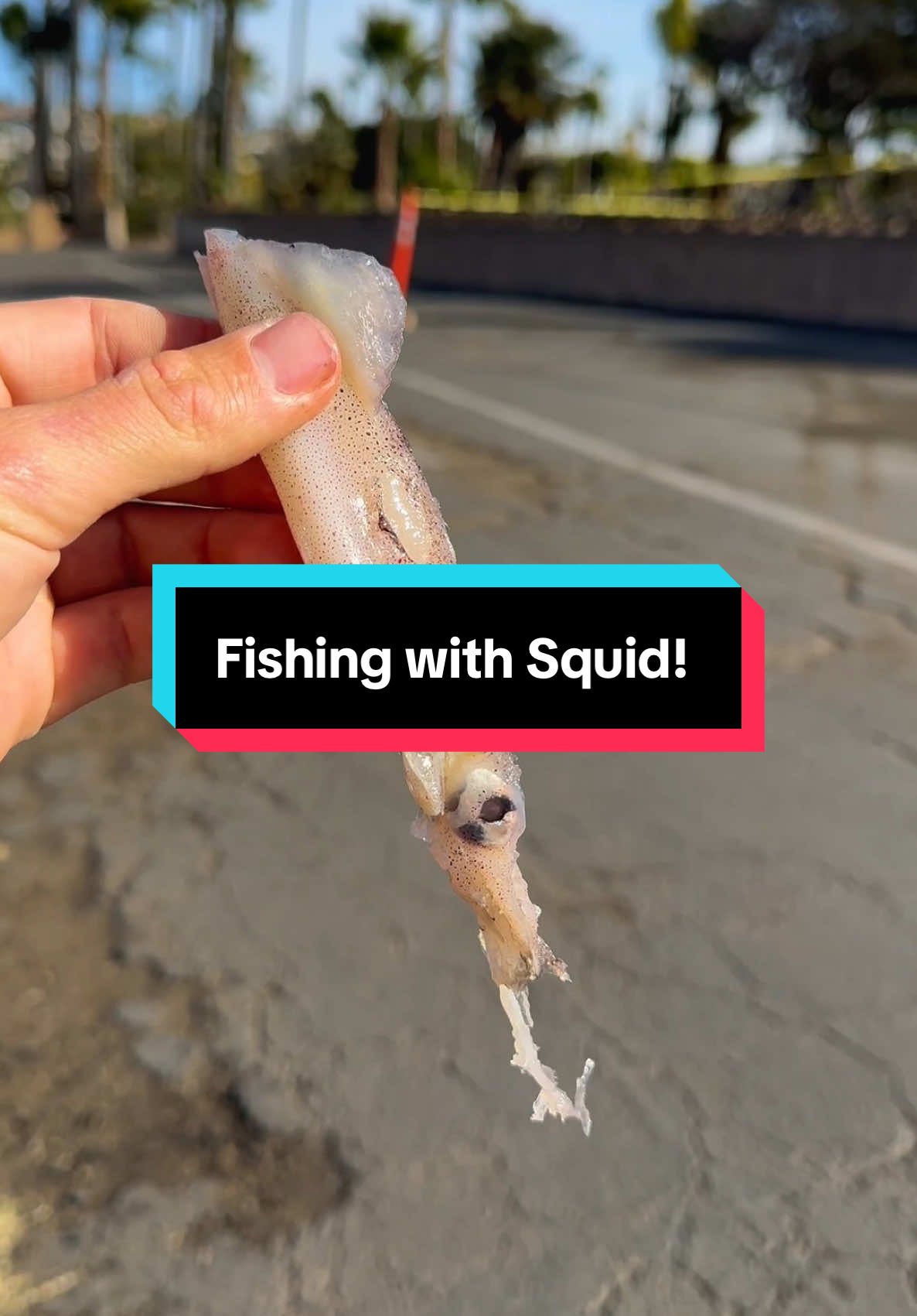 What do we catch with this SQUID!? #fishing #fyp #angler #fishtok #fypシ #sharkfishing #fishingvideo #fishingtiktoks #fypviral #saltwaterfishing #fishingfun #fishingtime #fish #fypage #fisherman #bigbait #fishin #fishingrod #fishingtips 