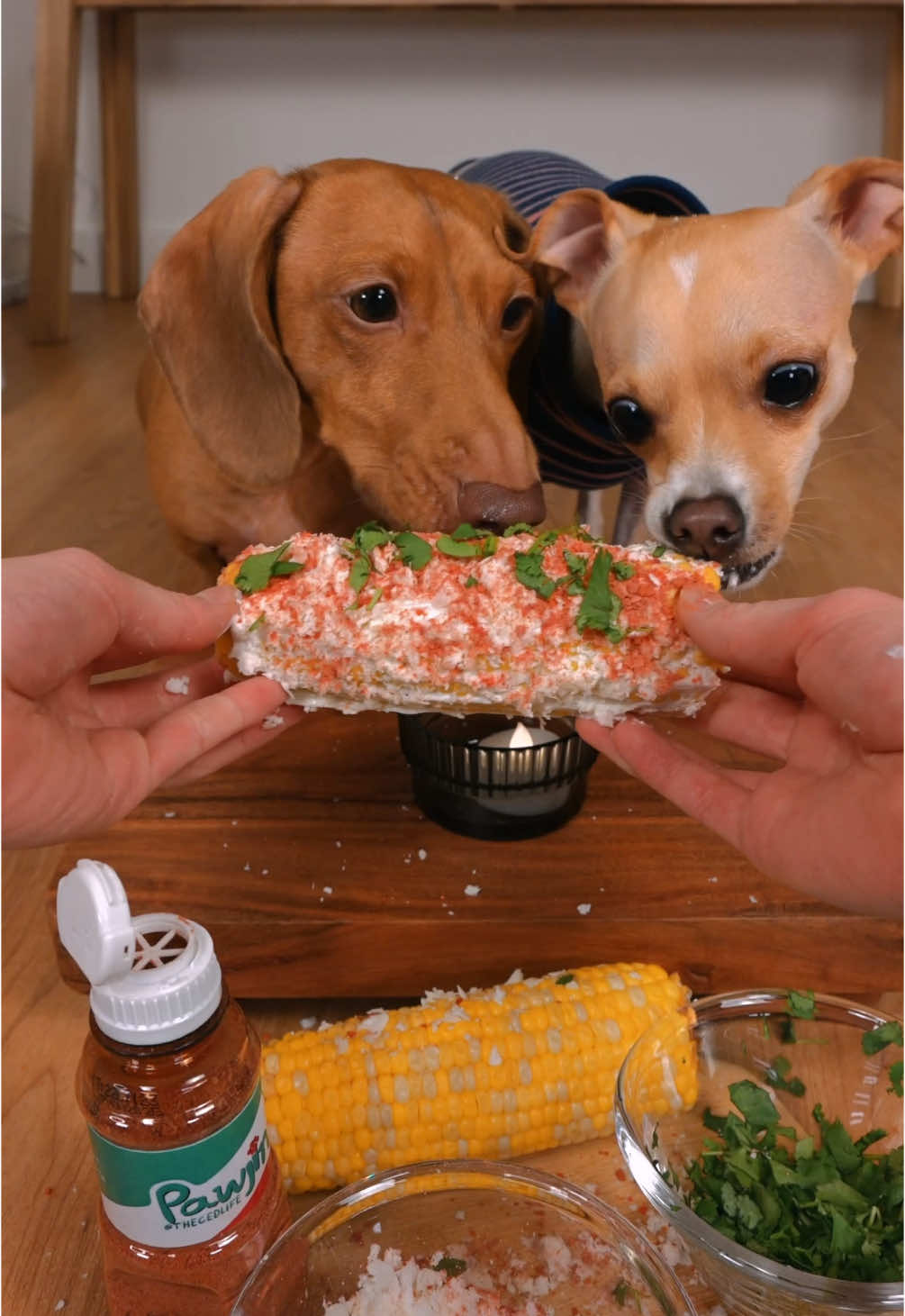 The dogs try elotes! 🌽