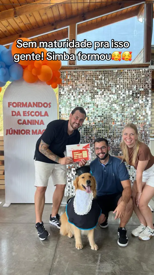 Simba formou gente🥰🥰🥰 #golden #goldenretriever #formando #formatura #simba #vovode4patas #amordavovó 