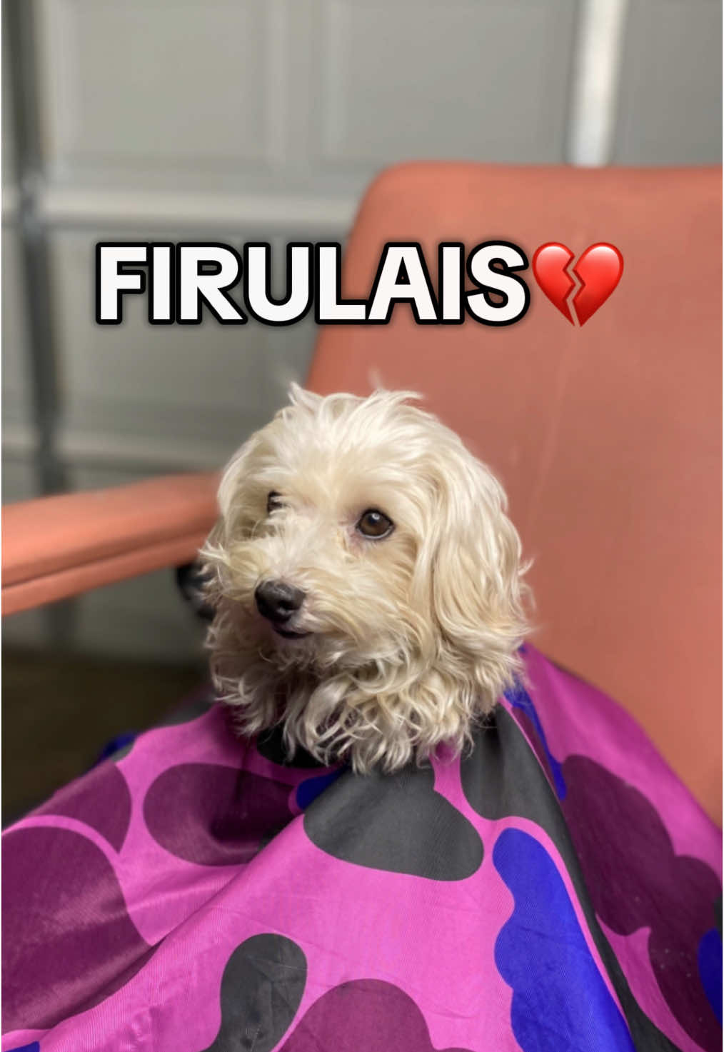 Poor firulais 💔 #firulais#barber#ashtrevino#fyp #fypシ゚viral🖤tiktok 