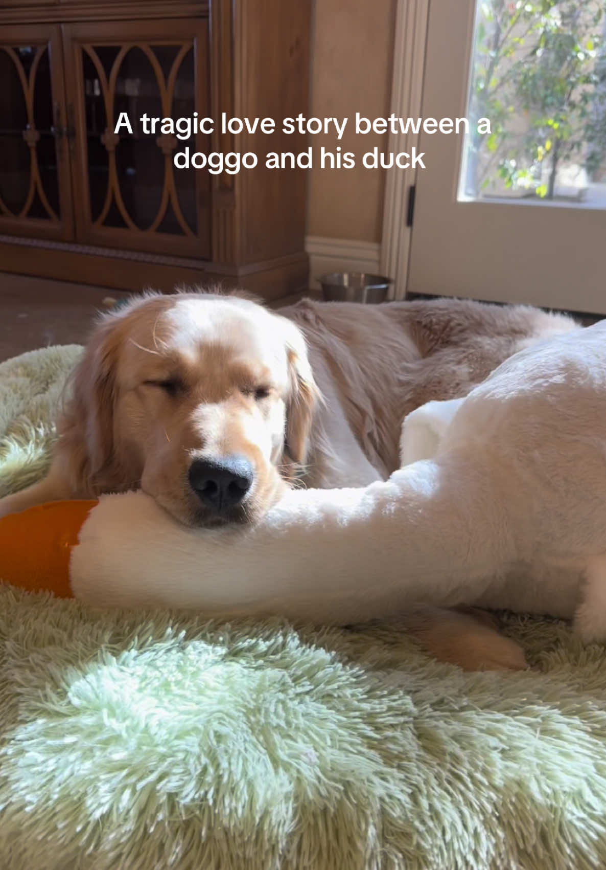 Spoiler alert the duck is no longer with us #dog #doggo #goldenretriever #TikTokShop #tiktokmademebuyit 