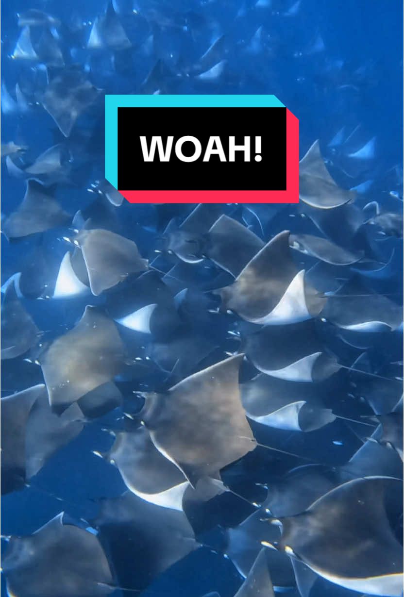 To look down and see thousands of Mobula rays  😮 🤩 I have been lucky enough to see this more than once and it’s always in Baja Cali. I filmed this in November and they just keep on coming. If you ever get the chance to see them during the night it’s absolutely epic 