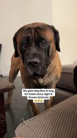 Whining, growling, barking & punching oh my (& the puppy eyes) #dogsoftiktok #doggo #begging #mastiffsoftiktok #bowsersworld #tantrum #funnydogs #funnydog #bowserandbenny #doglife #grateful #bigdogs 
