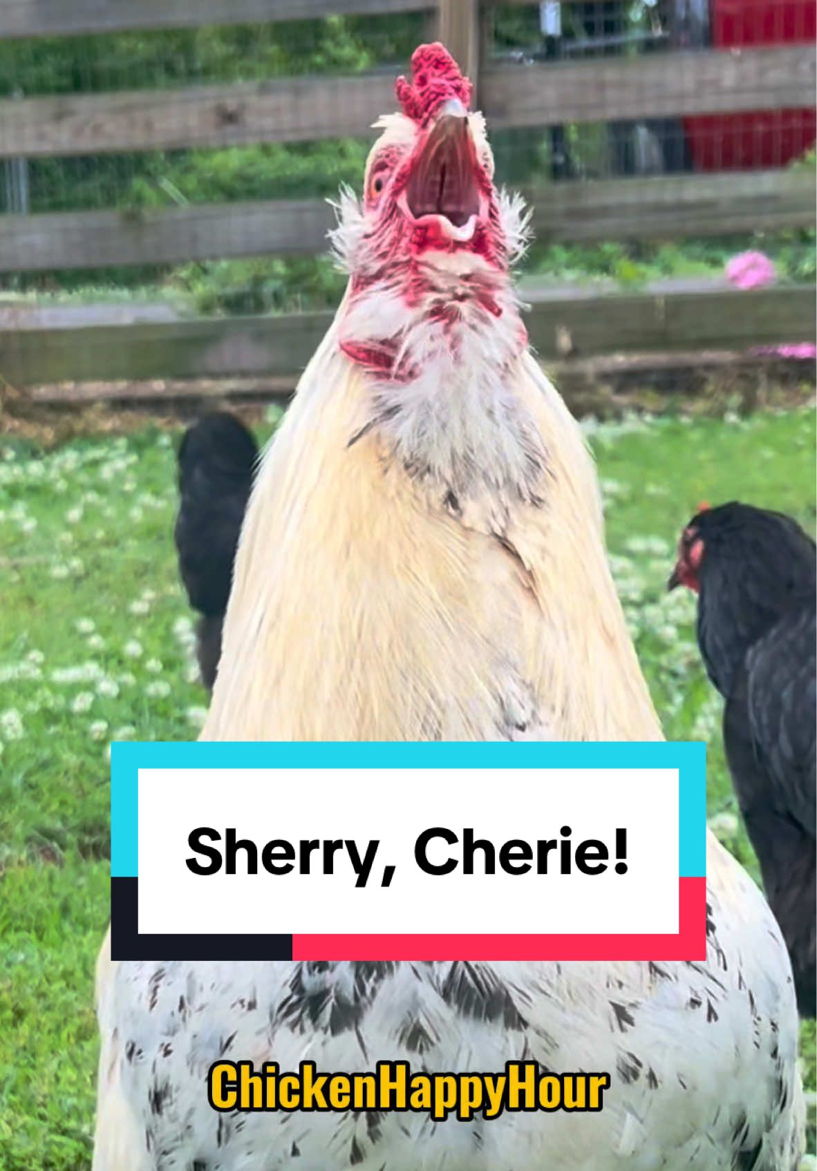 Frankie calling #sherry #cherie #sheri #sherrie #sherri #shari #cheri #shery #rooster #chickens #funny #memestiktok #chickensoftitkok #chickenhappyhour  