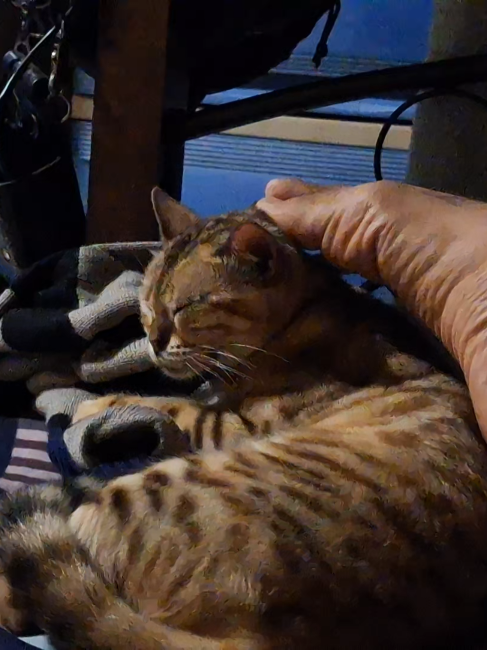 Lazy petting using my foot. But she loves it still. 😹 #catsoftiktok #bengalcat #catto 