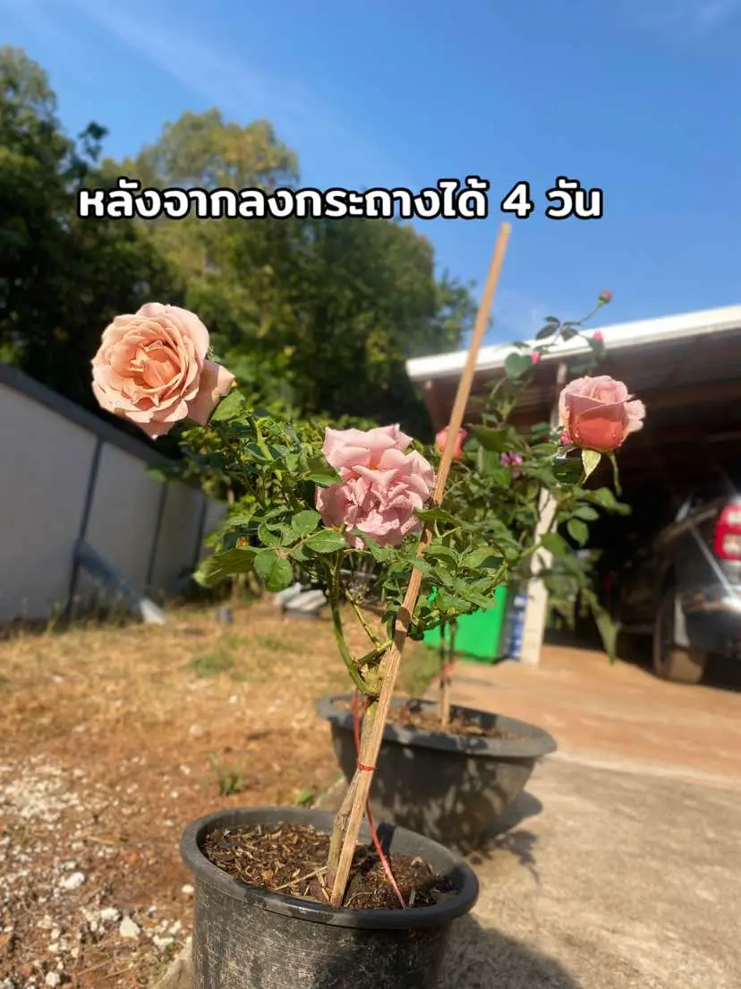 #ปลูกกุหลาบ #รักกุหลาบ #rose #ดอกกุหลาบ #ปลูกกุหลาบครั้งแรก #เลี้ยงกุหลาบ 