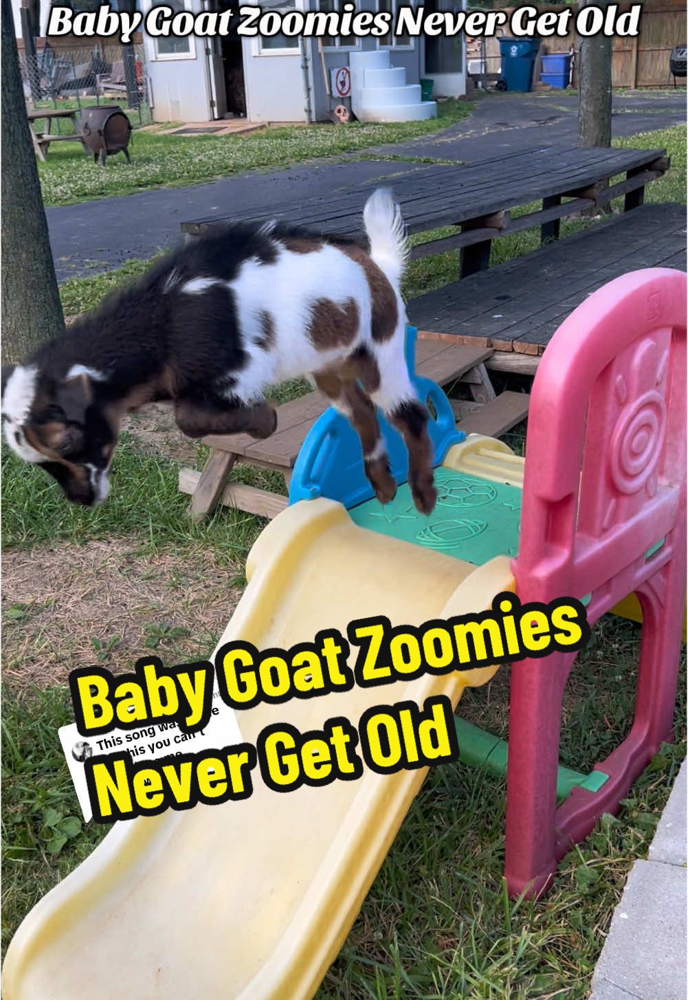 Replying to @Inked Shelly Baby Goat Zoomies Never Get Old#creatorsearchinsights #fyp #foryou #nigeriandwarfgoats #goats #farmlife #peekaboo #funnypets #goatsoftiktok #babygoats #zoomies #babyanimals #funnyanimals goats being silly, Nigerian dwarf goats, pet goat, goat pet