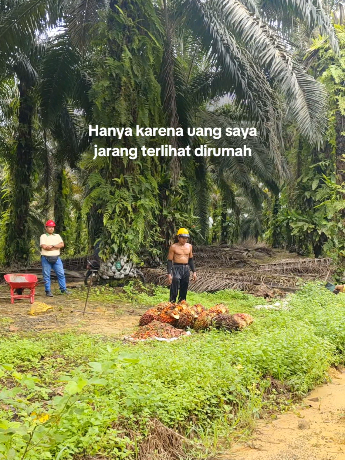 Hanya karena uang saya jarang terlihat dirumah #petanisawitidaman #sawit #storyanakkebun #quote 
