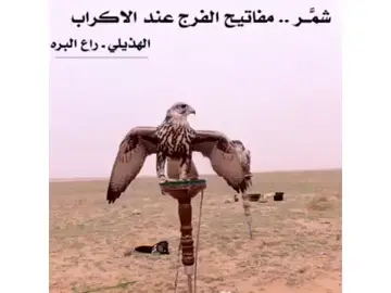 #قصيدة العزي راع البره بعد انتصار شمر في معركة الصريف بقيادة الامير عبدالعزيز بن متعب الرشيد #شمر_الطنايا_السناعيس_غلبا #حائل