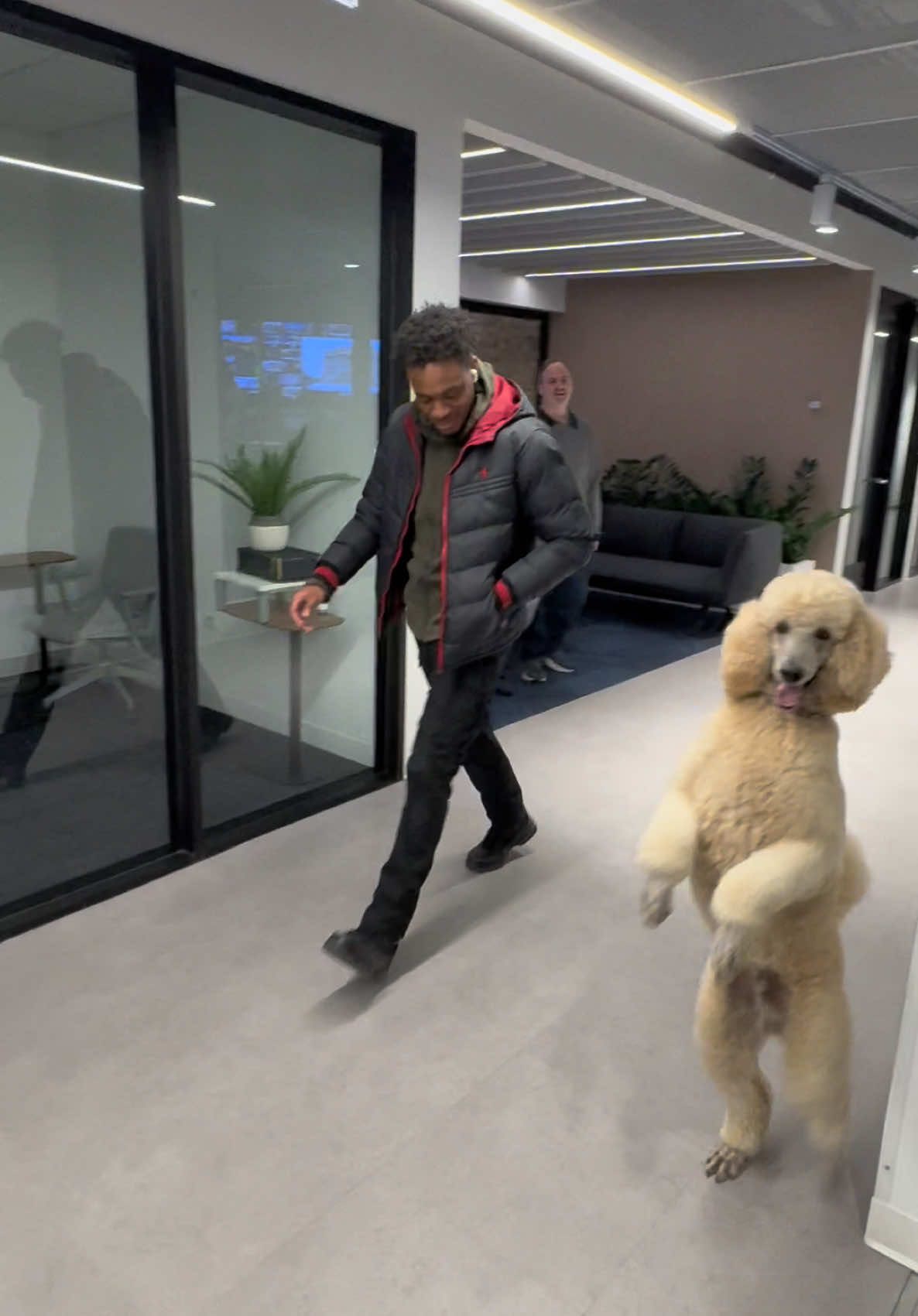 Pappy making friends… hope to walk on hind legs with you in the Windy City soon!  #dogsoftiktok #pappythepoodle #chicago #fyp #pov #fypシ 