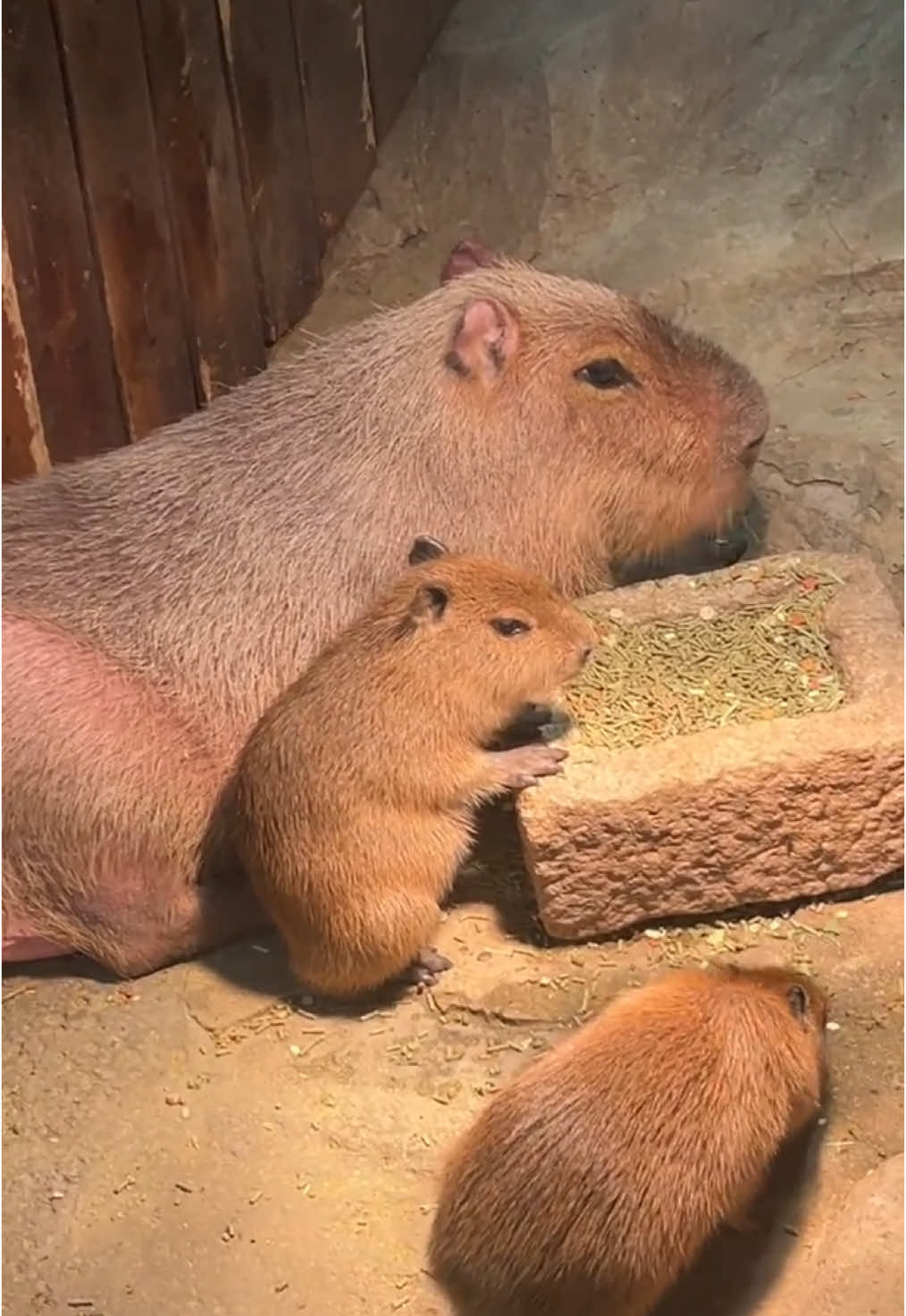 Look at their mouths. They’re chewing to the same beat😎 #babybara #capybara #capybaratiktok #babybaratiktok #cute #cuteanimals #chill #capybaralover #capybarafanpage #kapybara #kpbl #baby #funnyanimals #animal #capybarababy #fyp #cuteanimal 