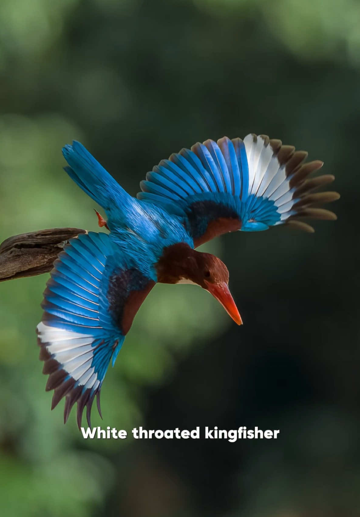 Kingfisher atau raja udang ada banyak jenis kat Malaysia ni dan paling banyak dan senang nak jumpa tepi jalan atau taman perumahan adalah White throated kingfisher ni. #bukanfogotrafer 