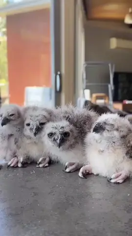 Look at these little guys grow😮#fyp #foryoupage #viral #owls #cute #animals #wildlife #wildactionzoo