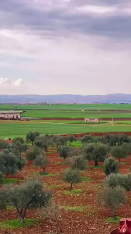 محل العنب والرمان وزيتون بلادي 😍❤️#العراق #السعودية #مصر#قطر #الامارات#الكويت #سوريا #تركيا #الشعب_الصيني_ماله_حل 