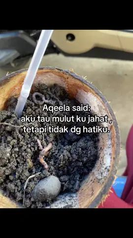 aqeela#jelajahkuliner 