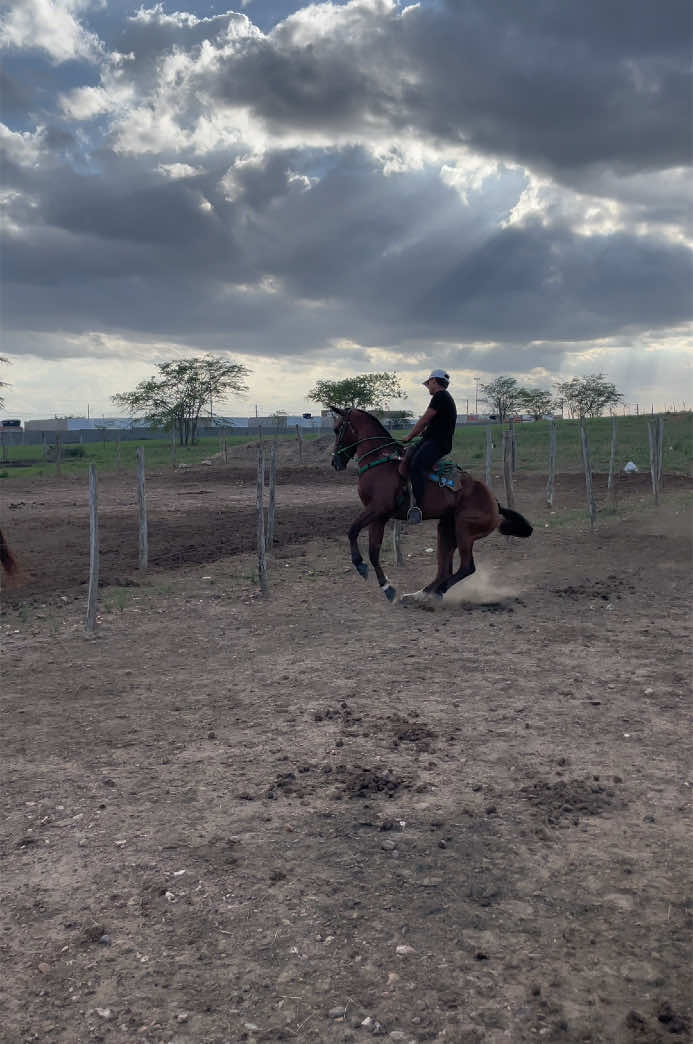 Estimula😅💥#cavalos #estimule #quente 