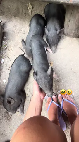 Pigs are just like puppies🥹 #kohsamui #pigislandthailand #myshaila #makethisviral 