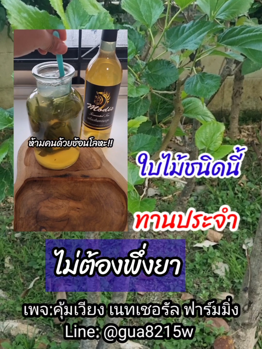 ใบหม่อน