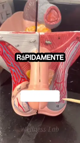 #riñón #limpieza #kidneyfailure #Recipe #kidney #kidneycancer #salud #fyp 