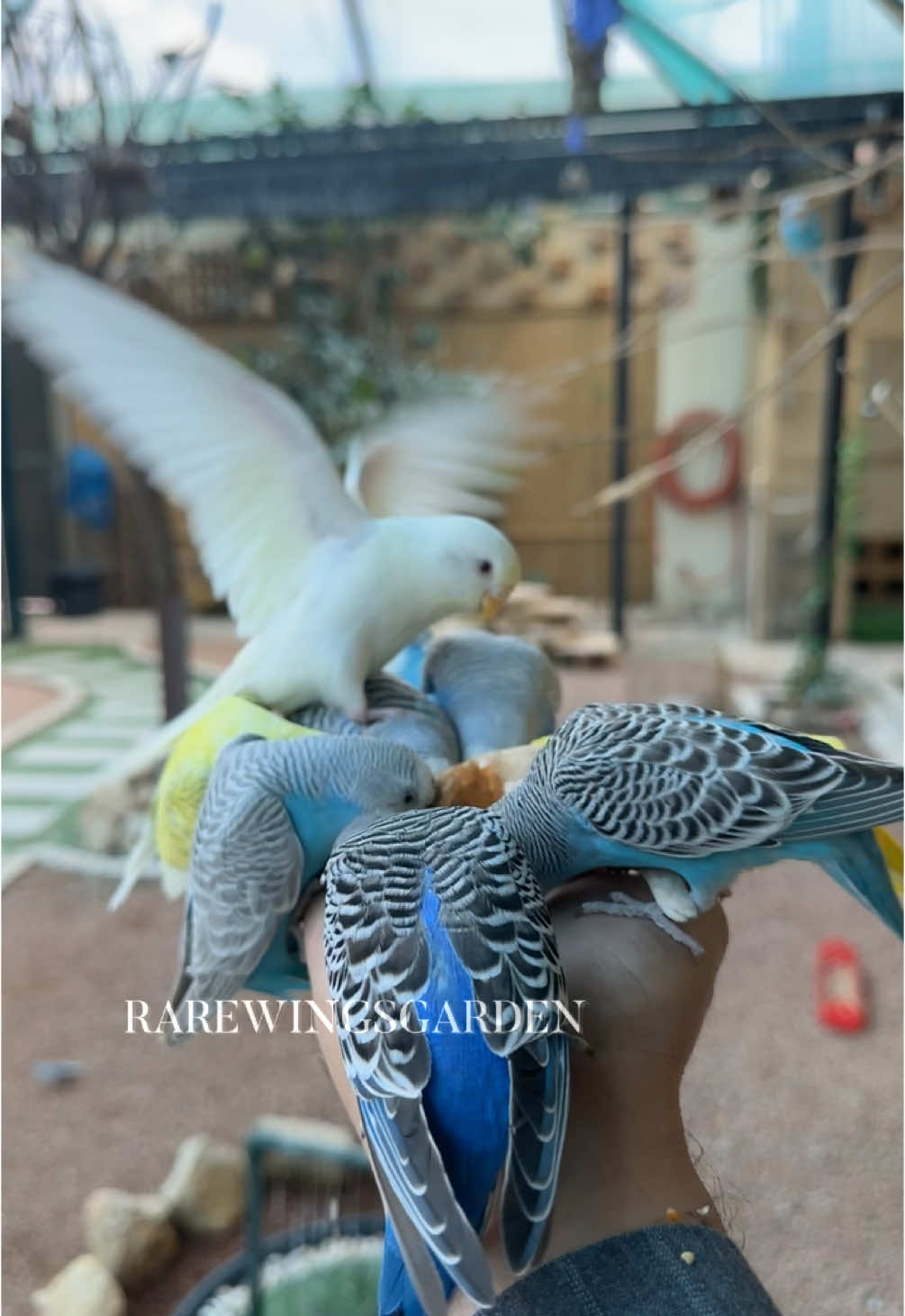 #طيور #محمية_طيور #طيور_زينة #نوادر #محمية_الأجنحة_النادرة #السعودية  #القصيم #بريدة  Aviary #Rarewingsgarden# 