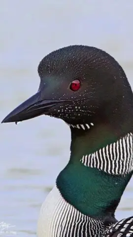 <Loon> #somalitiktok #viralvideos #fyp #foryoupage❤️❤️ #animalsoftiktok #omar_muse 