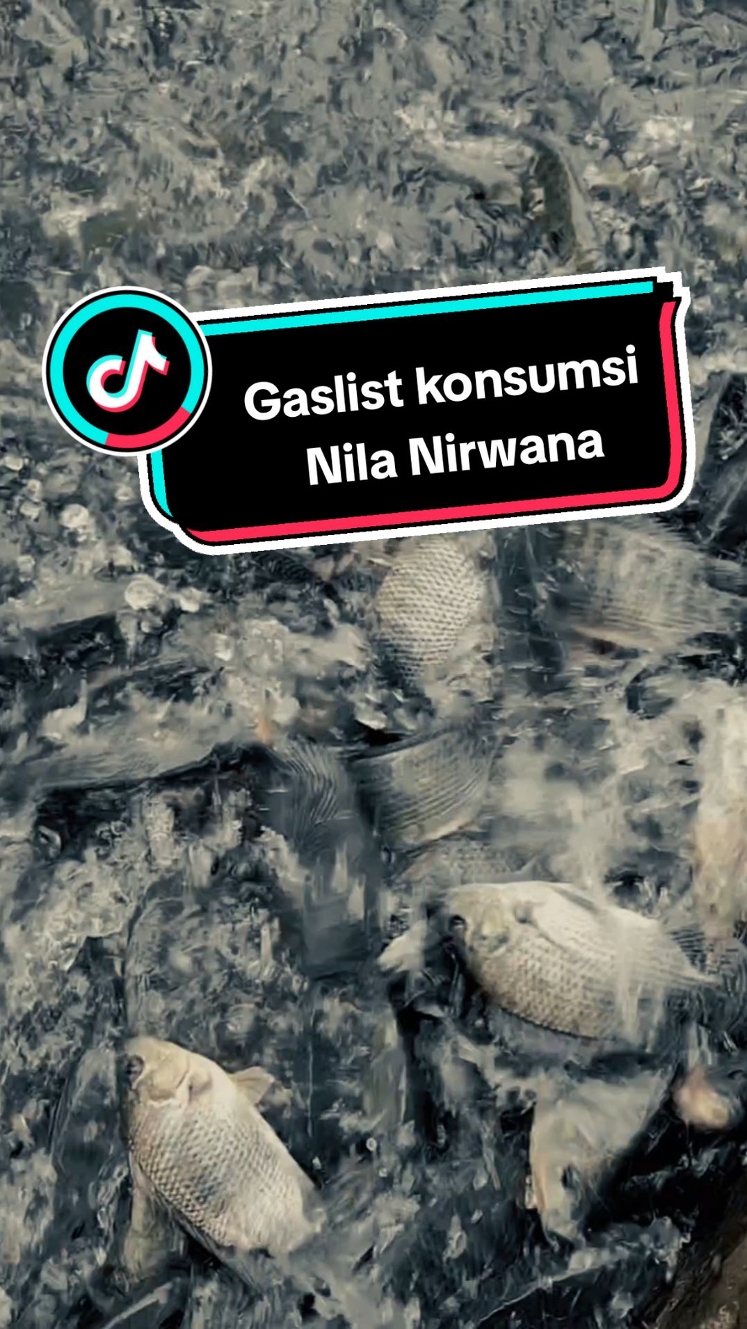 yuk list nila daging konsumsi 3456 ekor per Kg..  Yang mau bibit NILA NIRWANA |||  🔉 Cara Pesan ⏬ Yuk pesan dulu via DM 📩 sesuai kebutuhan,  langsung datang  📢📢 Lokasi map📍📌 