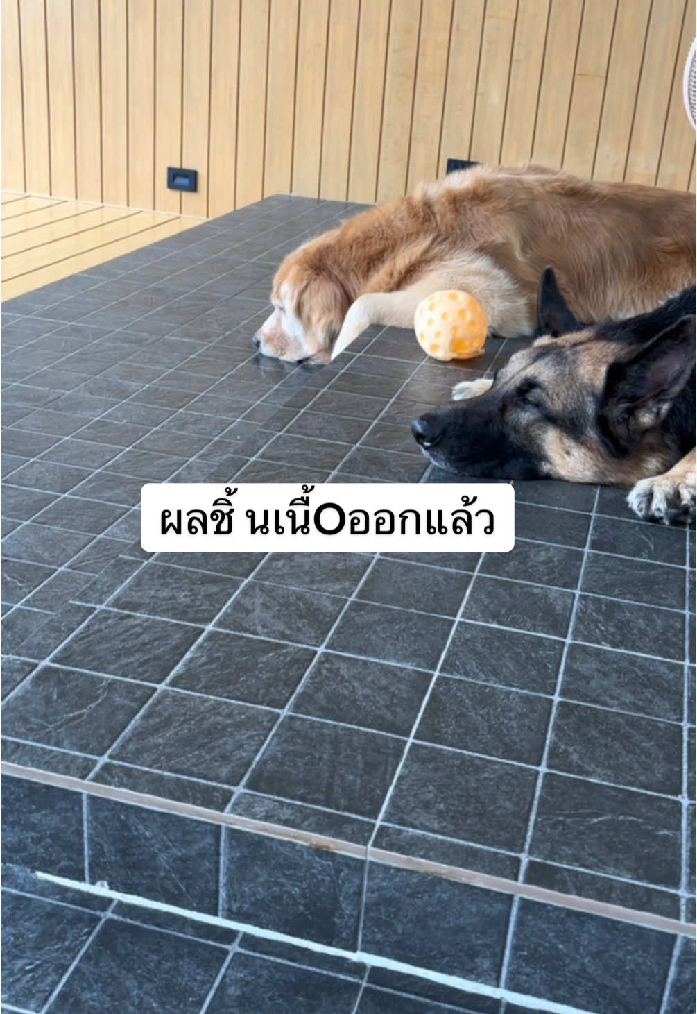 ผลชิ้นเนื้oของพี่ตี๋ออกแล้วค่ะ❤️🐕‍🦺🦮#คอปเตอร์พี่ตี๋ #GSD #coptergsd #goldenretriever 