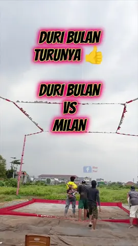 lagi dan lagi bikin aksi #merpatilovers #merpatikolongbebas #merpatikolong #fypシ #merpati 