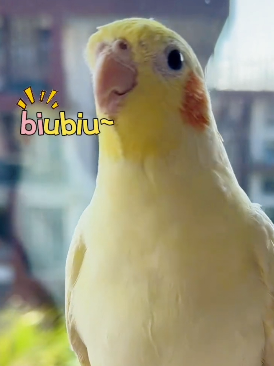 If you are Happy and you know it Biu Biu 🥰🎶🦜#cockatielscraze #birdsoftiktok #PetCommunity #fyp #cutealert #PetLovers #AdorableCockatiel #BirdShorts #birdsinging #birdscharm #creatorsearchinsights 