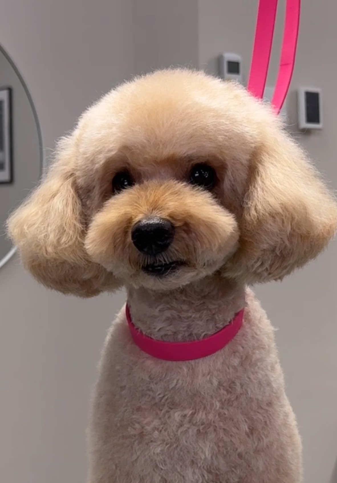 ✂️🐩💨 #poodlegrooming #poodlesoftiktok #poodle #doggroomer #doggrooming #furryfriends #dogtok 