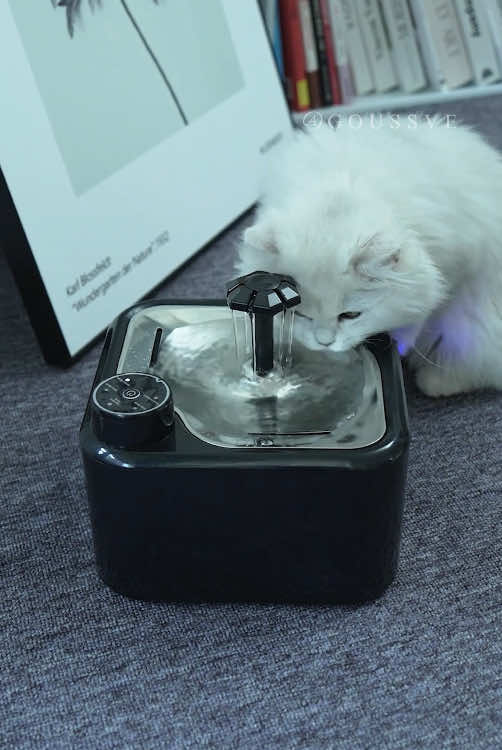 Did you know cats are prone to dehydration? To prevent that, get your furbaby a fountain! This is a great option!  U.S. buyers can purchase from the shopping cart at the bottom left of video #macattack #stopyourescaringmecat #stopyourescaringme #smackaroni #macaroniandcheese #macaroni  #macaroniandcheesethecats #orangecat #orangecatbehavior #orangecatsoftiktok #theoranges  #catfountain #petwaterfountain #petfountain 