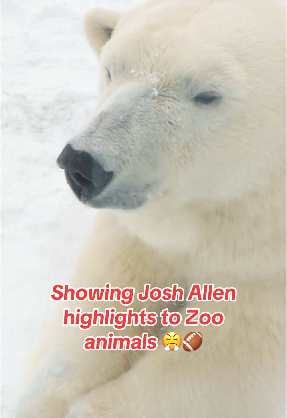 Gotta make sure everybody’s ready for Sunday 🤷🏻‍♂️🏈 (shoutout @Aquarium of Niagara for the inspo 😋) #BillsMafia #GoBills #BuffaloBills #NFL #Football #JoshAllen #BuffaloNY #BuffaloZoo 