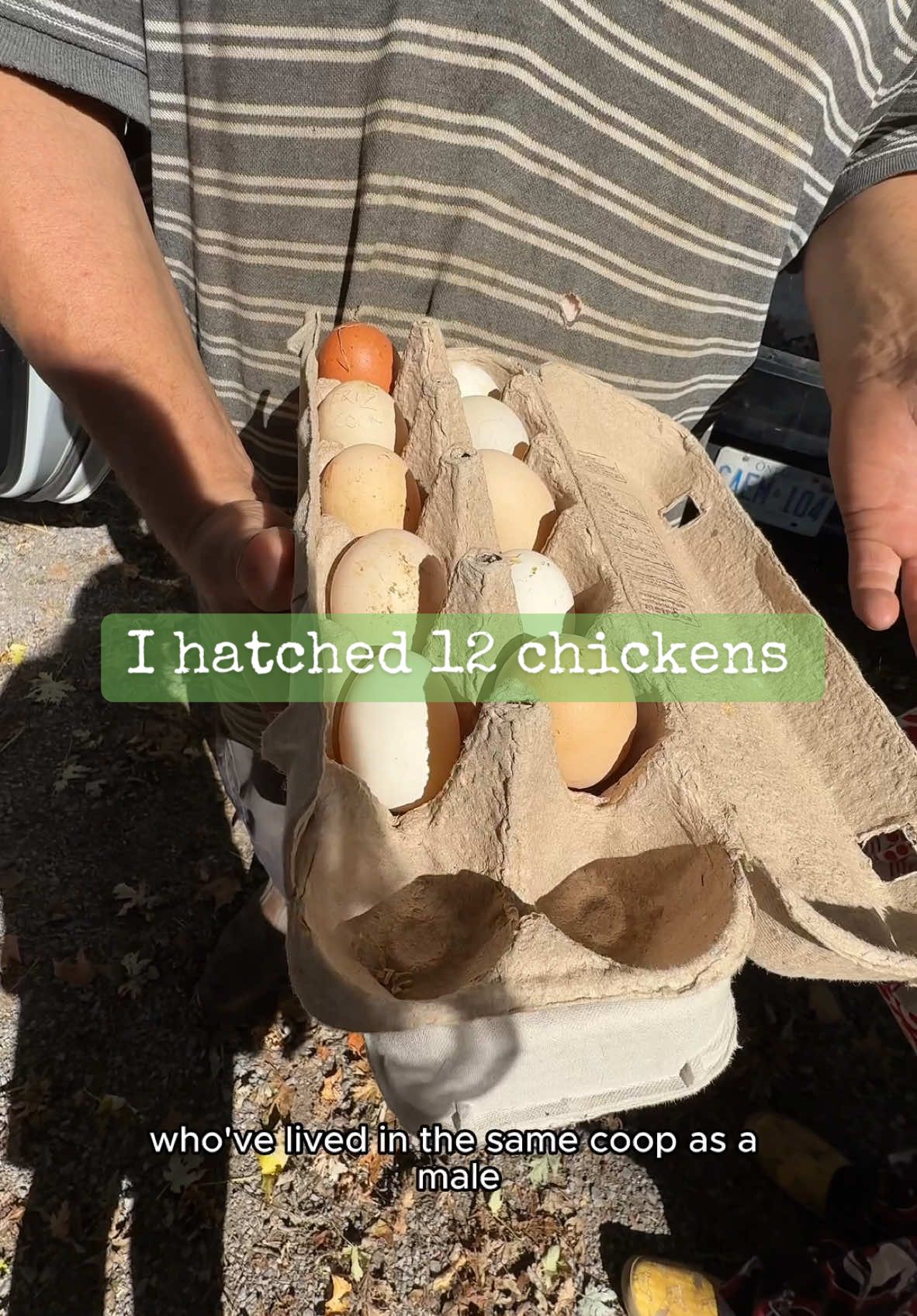 When I see eggs at the grocery store, I always wonder what it would be like to hatch them. So, I did. I put a pack in my incubator and out came 12 chickens! A lot happened from the grocery store to little chicks - and I’m so excited to show you the journey!  Thanks for watching my channel this week, don’t forget to subscribe💚