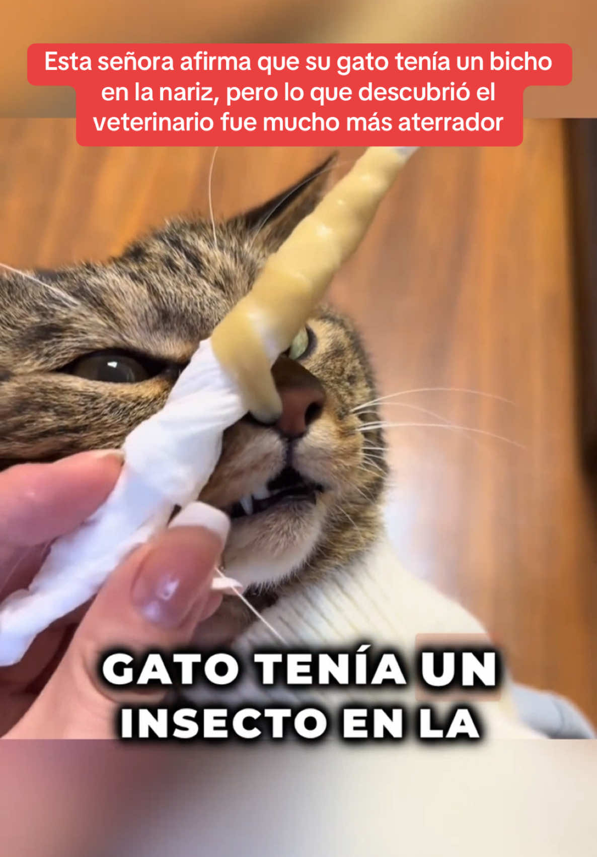 Esta señora afirma que su gato tenía un bicho en la nariz, pero lo que descubrió el veterinario fue mucho más aterrador. #Sorpresa #historiasimpactantes #sorprendente #misterio #unitedstates 