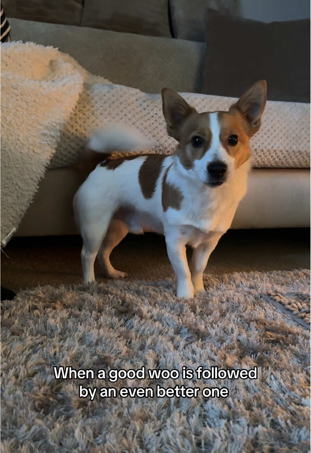 He’s so proud of himself when I tell him he’s done a good woo 🥲 #jackrussell #jackrussellmoments #jackrussellterrier #dogsounds #dexterwoos