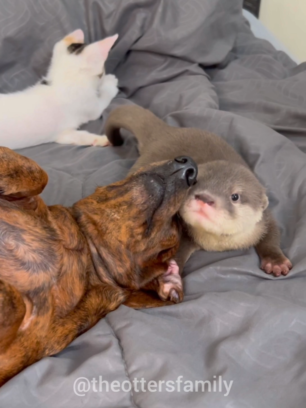 Baby otter growing up so fast 🦦🥰 #dog #dogsoftiktok #theottersfamily 