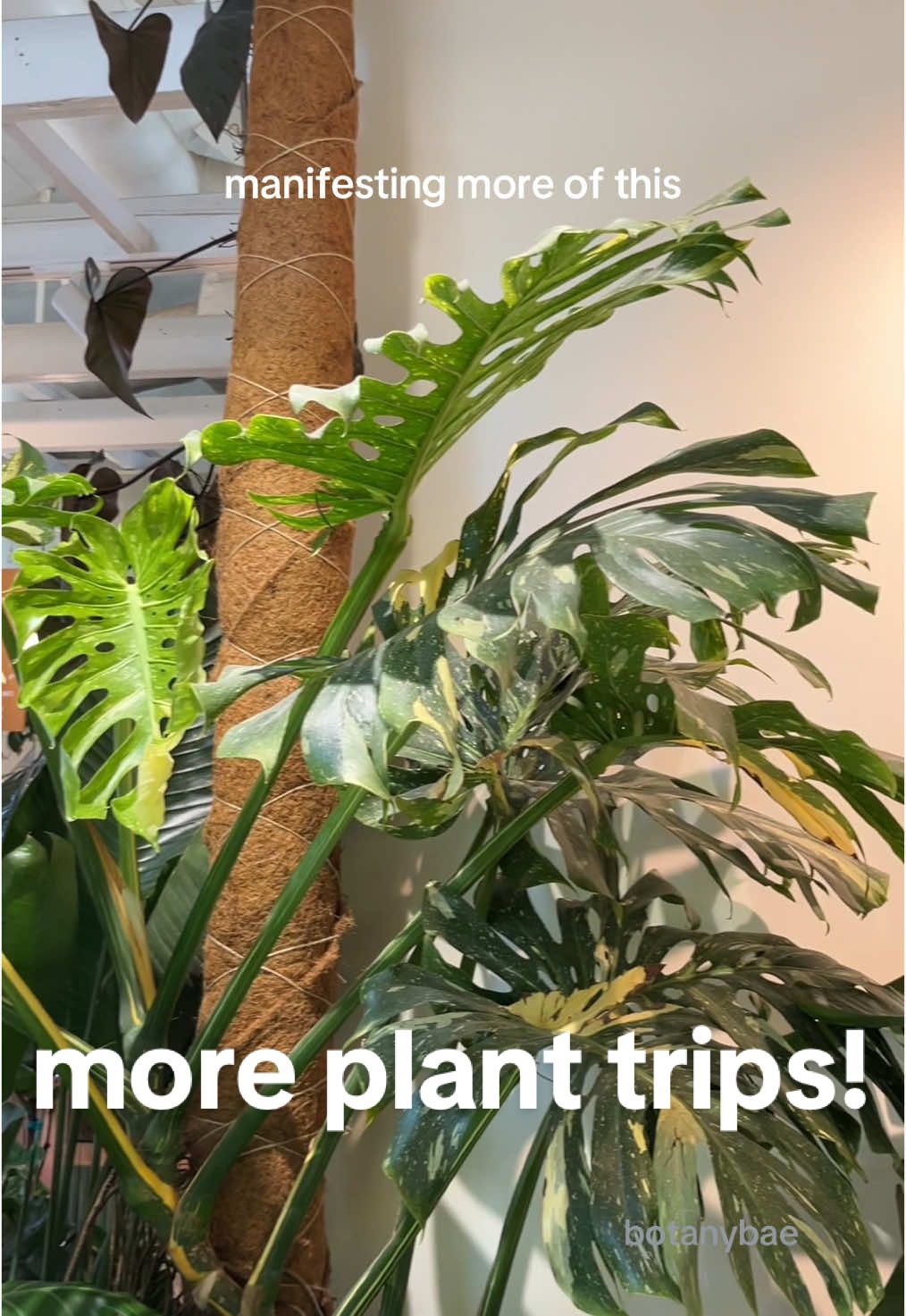 more coffee & plant shopping trips! ♡⸜(˶˃ ᵕ ˂˶)⸝♡ we should do an Atlanta plant meet up!! #plantsoftiktok #PlantTok #planttiktok #plants #plantparent #houseplants #plantcare #planthumor #planthelp #planttips #planthacks #plantshopping #plantnursery #urbanjungle #fyp