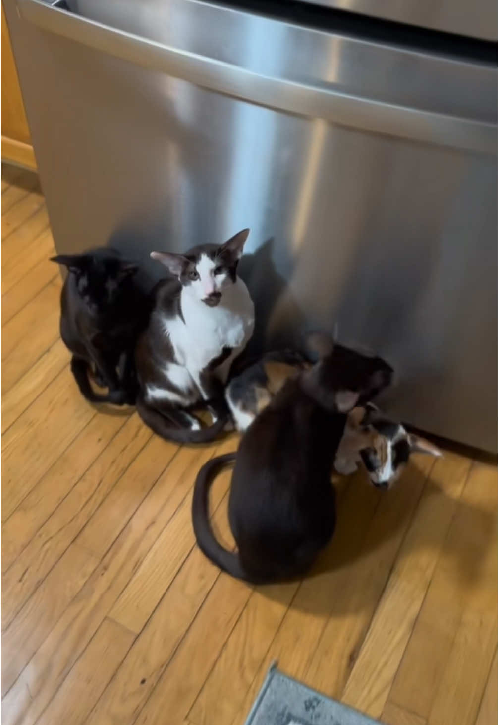 Winstony is honking at turkeys #orientalshorthair #catsoftiktok #fyp #honk  