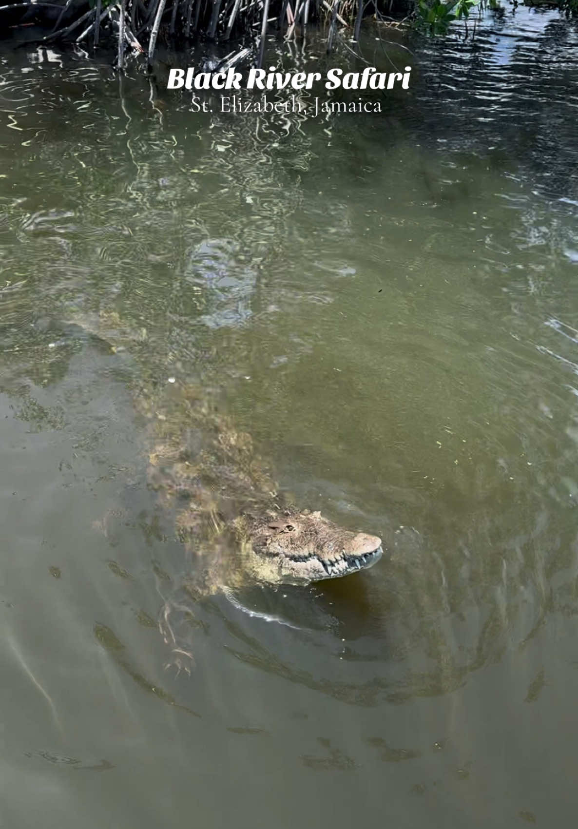 Would you add this tour to your Jamaica itinerary?🐊 #travel #fyp #jamaicatiktok 