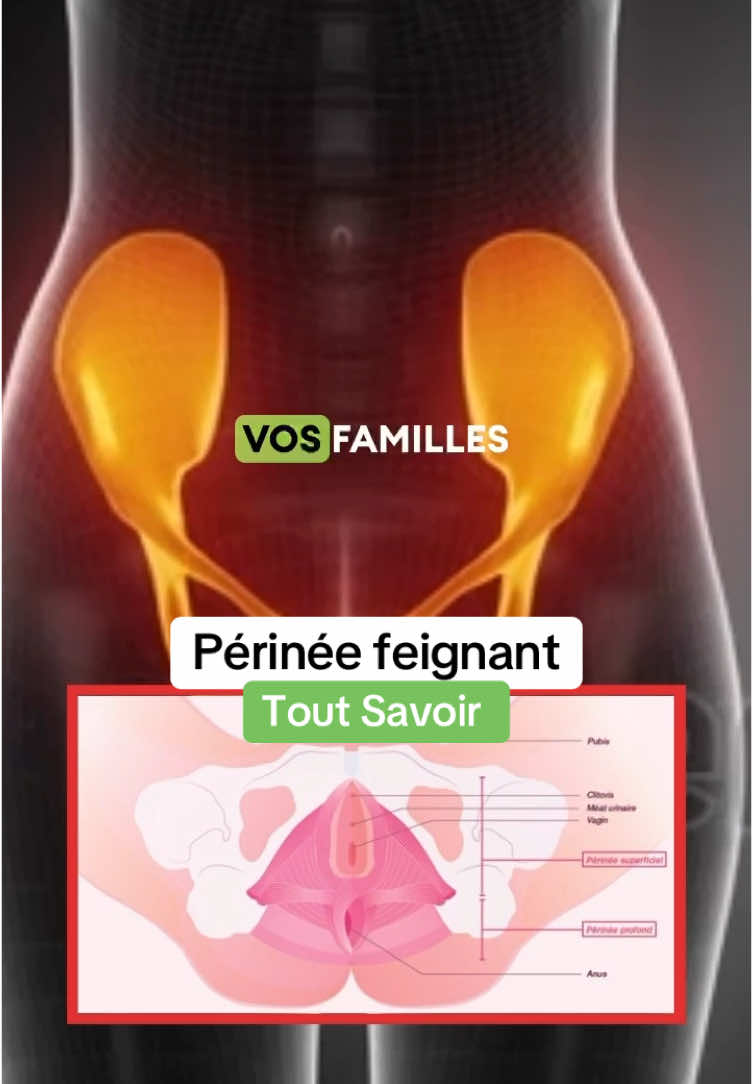 Périnée feignant Tout Savoir #périnée #perineefeignant #cause #symtoms #prevention #medical #medicina #medicina #anatomy #3d 