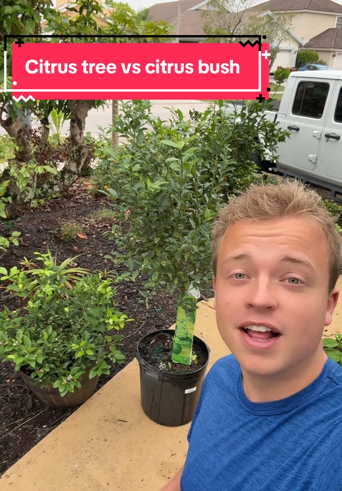 Citrus tree vs citrus bush #fyp #foryoupage #citrus #keylime 