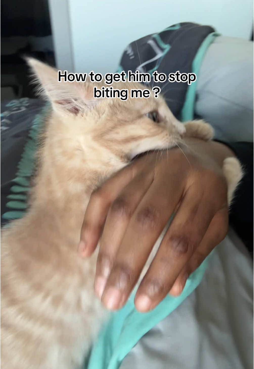 Lmkkkk #catsoftiktok #cats #cattok #kitten #kittensoftiktok #kittens 