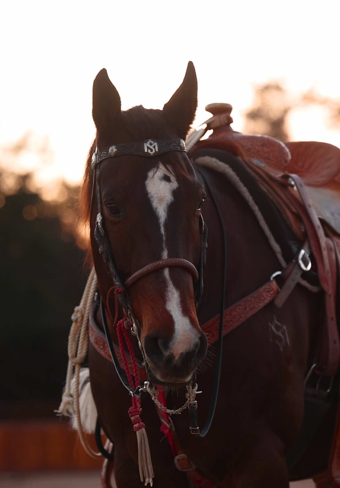 Lollipop’s first rodeo back since NFR. 💯 We’re up at Fort Worth Stock Show & Rodeo tomorrow and Saturday.