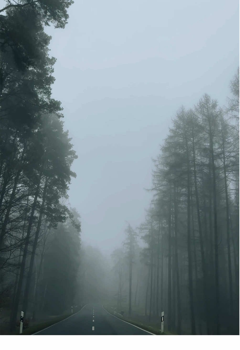 …art of silence  #naturlover #silence #forest #fog #drive 