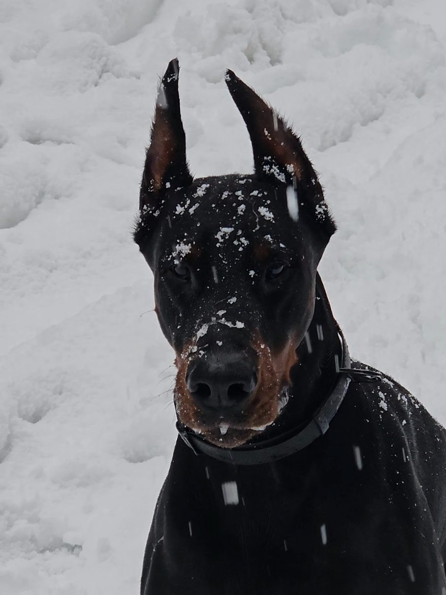 #dober #dobermans_of_tiktok #dogsoftiktok #dobermanpinscher #doberzeus #добермания #doberman #zeus #добер #2025 #доберзевс #доберман #абхазия #озерорица