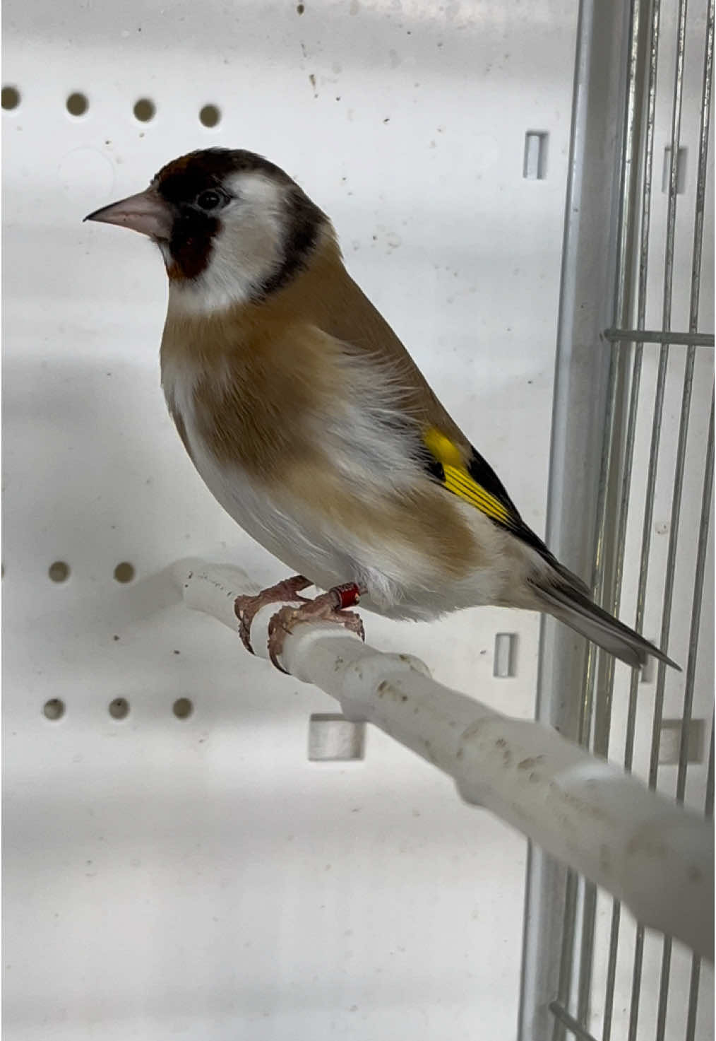 Faccia nera ancestrale dell’amico @Salvatore Collosi  #birdslove #goldfinch #cardueliscarduelis #pajaro #chardonneret #cove2025 